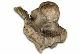 Fossil Triceratops Skull Section with Occipital Condyle - Montana #352275-2